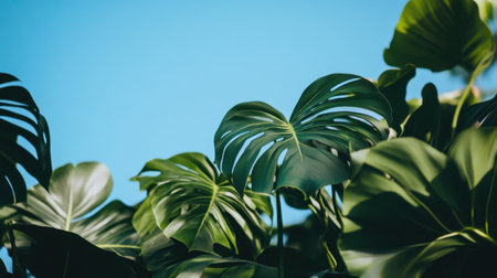 Experience the refreshing beauty of lush green tropical leaves framing a clear blue sky, creating a serene atmosphere perfect for anyone who loves nature and outdoor settings.の素材