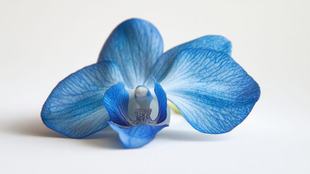 A breathtaking close-up of a blue orchid showcases its intricate petals and vibrant hues against a soft background, ideal for nature lovers and floral enthusiasts.の素材