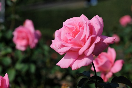 rosesの写真素材