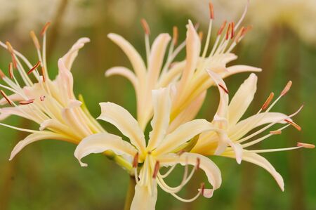 a cluster amaryllisの写真素材