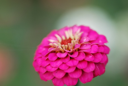 a zinniaの写真素材