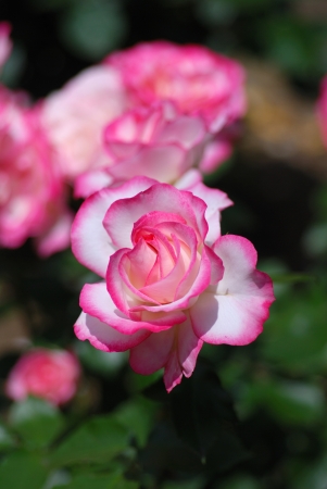 rosesの写真素材