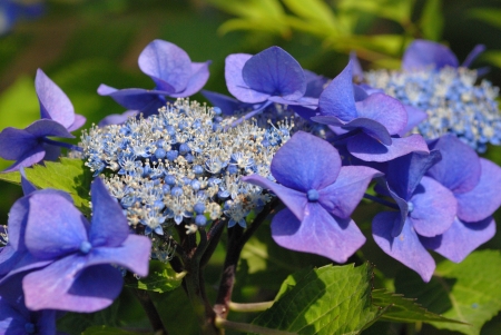 hydrangeasの写真素材