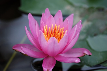 a water lilyの写真素材