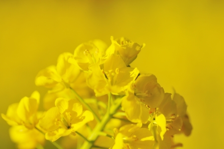 rape blossomsの写真素材