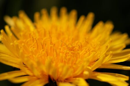 dandelionの写真素材