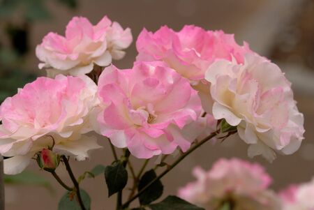 roseの写真素材