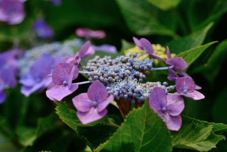 hydrangeaの写真素材