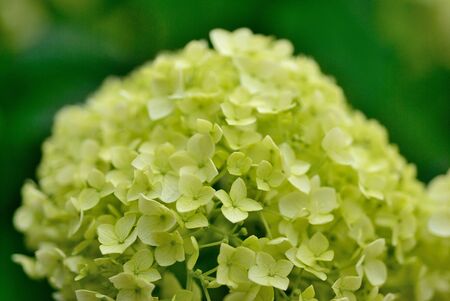 hydrangeaの写真素材