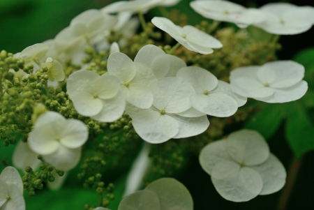 hydrangeaの写真素材