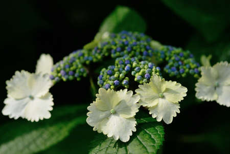 hydrangeaの写真素材
