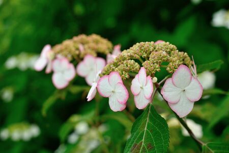 hydrangeaの写真素材