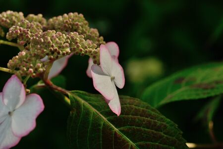 hydrangeaの写真素材