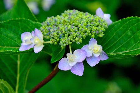 hydrangeaの写真素材