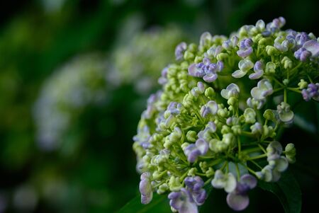 hydrangea