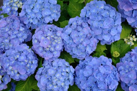 hydrangeaの写真素材