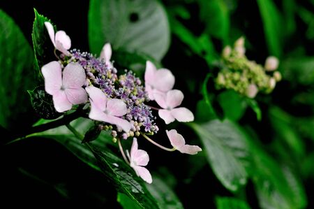 hydrangeaの写真素材