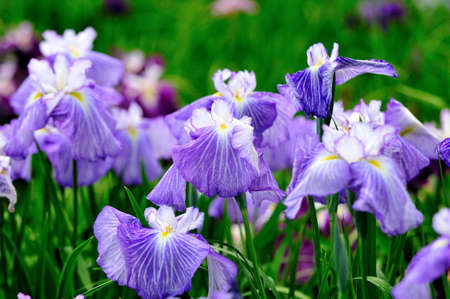 irisの写真素材