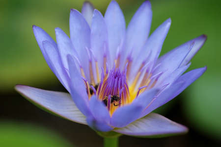 water lily and honeybeeの写真素材