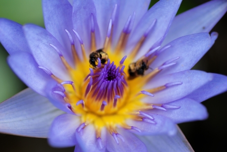 water lily and honeybeeの写真素材