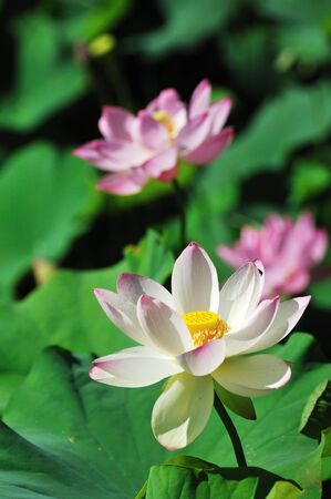 white and pink lotusの写真素材