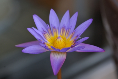 water lilyの写真素材