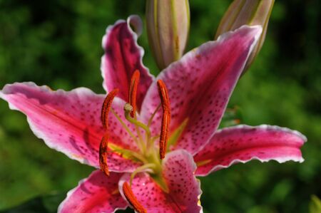 lilyの写真素材