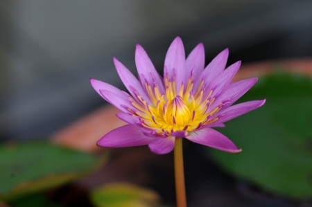 water lilyの写真素材