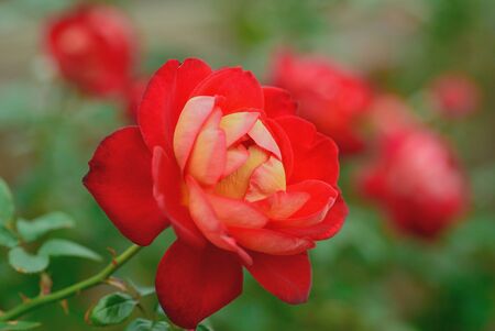 roseの写真素材