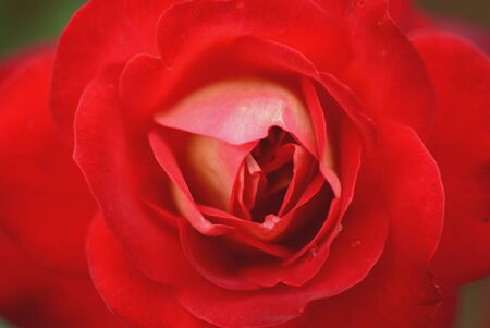 roseの写真素材