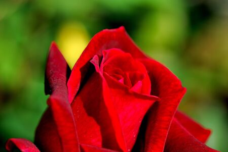 red rose close upの写真素材