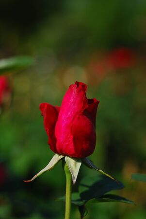 red rose budの写真素材