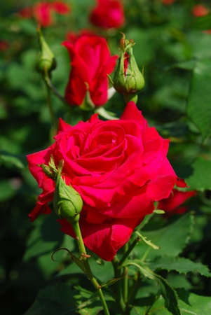 red roseの写真素材