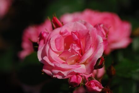 red roseの写真素材