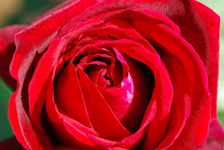 red roseの写真素材