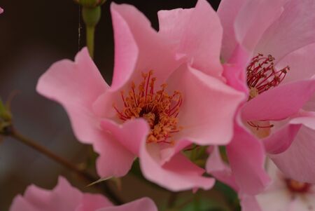 pink wild rosesの写真素材