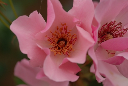 pink wild roseの写真素材