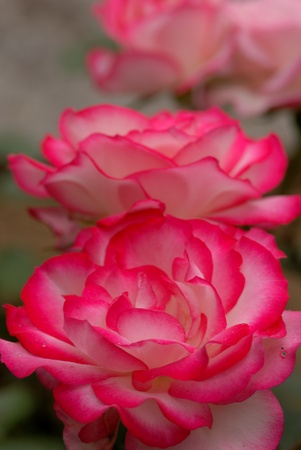 a rose of red hemmingの写真素材