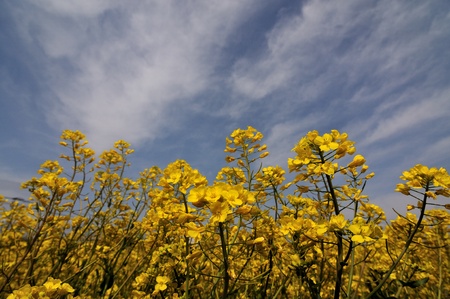 rape blossoms and the skyの写真素材