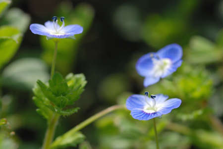 veronica perspicaの写真素材