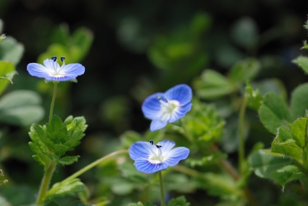 veronica perspicaの写真素材