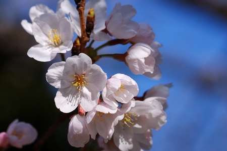 cherry blossomsの写真素材