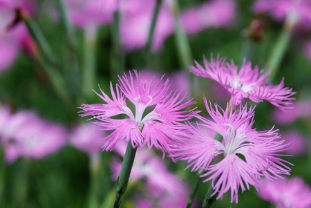 a pinkの写真素材