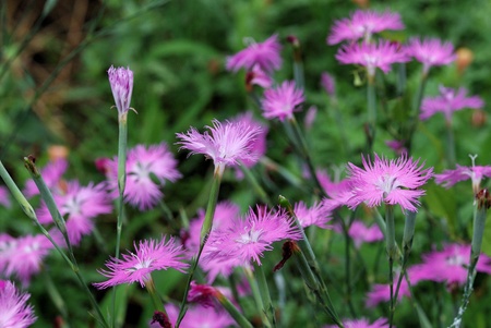 a pinkの写真素材