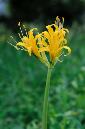 yellow Lycoris radiataの写真素材