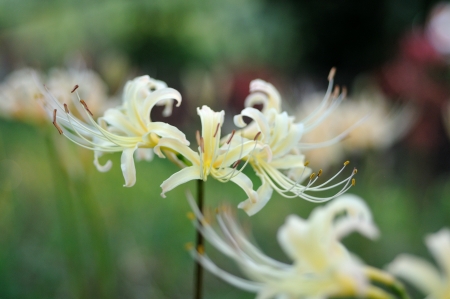 white Lycoris radiataの写真素材