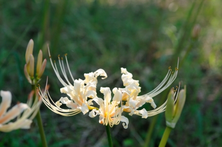 white Lycoris radiataの写真素材