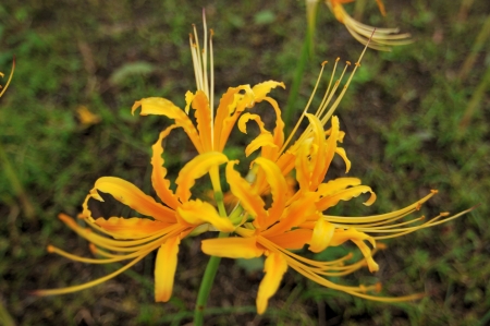 yellow Lycoris radiataの写真素材