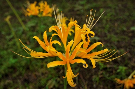 yellow Lycoris radiataの写真素材