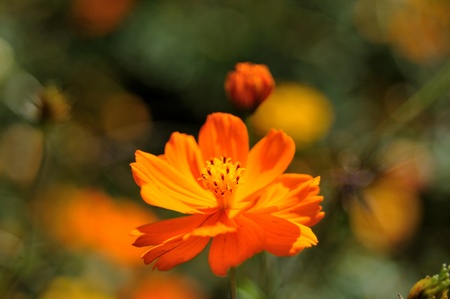 Cosmos sulphureusの写真素材